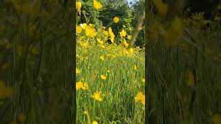 Buttercup #flowers #meadow #buttercup #nature