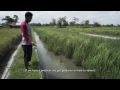 Indonesia Rice Fish Farming