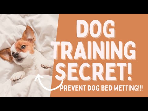 YouTube video about: Why does my dog pee on his blanket?