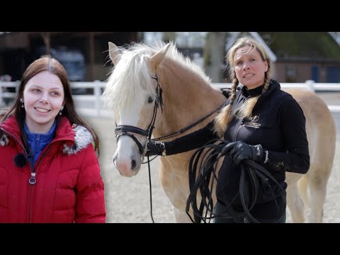 Haflinger bockt seine Reiter runter und reißt sich gerne los - Haflinger soll Springpferd werden