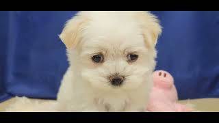 マルチーズの動画01