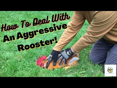 How To Put An Aggressive Rooster In Its Place