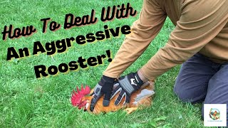 How To Put An Aggressive Rooster In Its Place