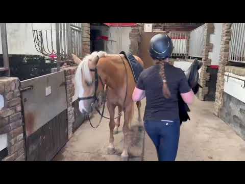 *Dream Palomino Allrounder* - Image 2