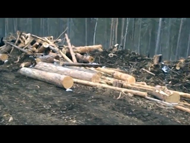 Прокуратура запретила вырубки в защитных лесах