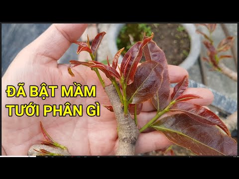 🔴 QBS23398 -  CÂY MAI BẬT MẦM TƯỚI PHÂN GÌ|CÁCH CHĂM SÓC CÂY MAI VÀNG ĐẦU NĂM CHO CÂY NHANH BẬT MẦM