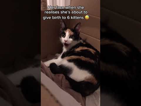 A Cat With Regrets🤣Cat Scared To Give Birth😆 #shorts
