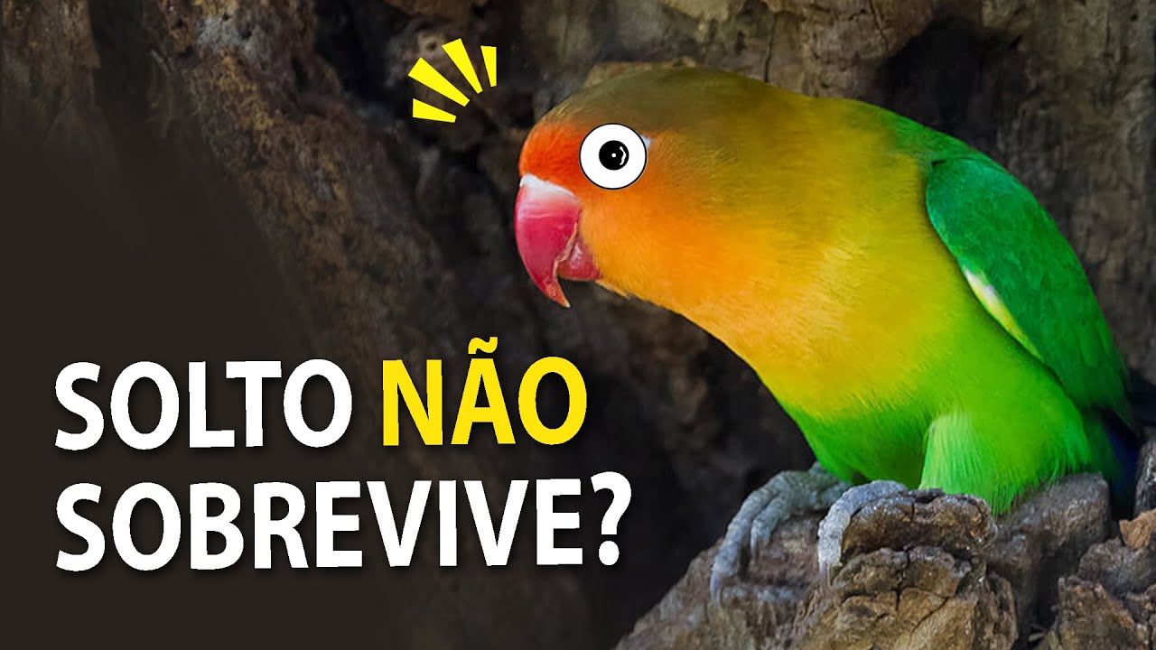 PÁSSARO SOLTO de gaiola NÃO SOBREVIVE NA NATUREZA? Ornitólogo Responde #21