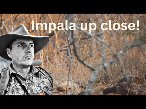 IMPALA UP CLOSE!!!  #still hunting #impalas
