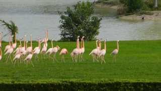 preview picture of video 'Vuelo de Flamingos en Hialeah Park'