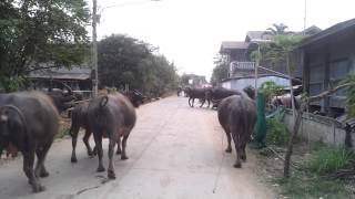 preview picture of video 'Wasserbüffel beim Kacken [Thailand, near Khon Kaen]'
