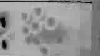 Video Suny