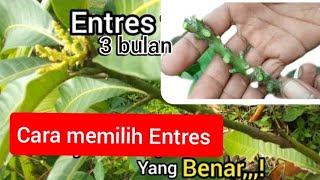 Download lagu CARA MEMILIH ENTRES MANGGA YANG BENAR SUPAYA PENYAMBUNGAN BERHASIL DAN CEPAT BERBUAH mp3