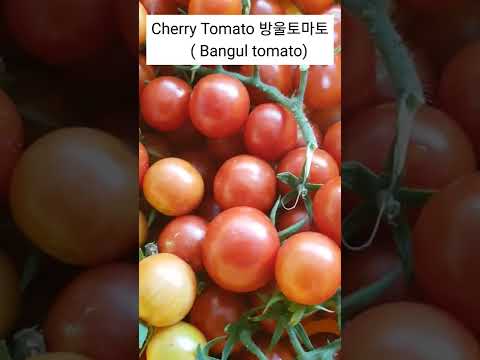 , title : 'Cherry Tomato 방울토마토'