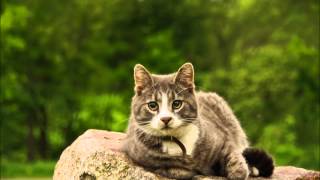 Tom Pacheco Cell Block One