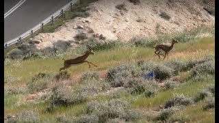 צבאים בטבע      Deer in the wild