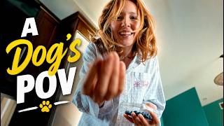 When You Get a New Dog - A Dog's POV