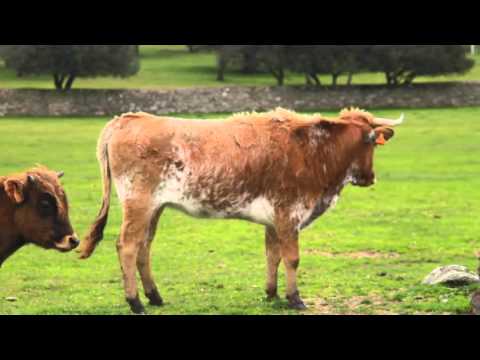 Recital de poesía para reivindicar la fiesta de los toros