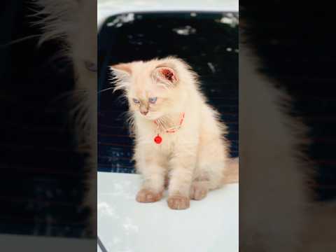 Snow Manika….❤️ #cat #love #funny #catlovers #catvideos #catfunny