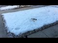 Attacked by a duck
