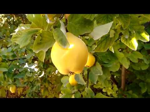 Reč struke ep. 179 29.05.2018. NAJAVA