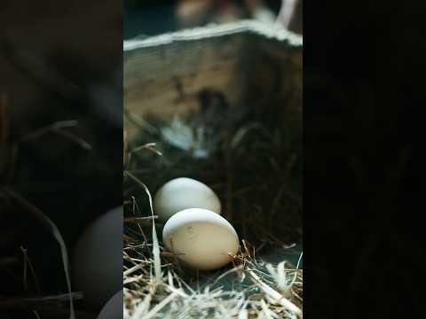 Poultry House Construction Lesson 1 Introduction