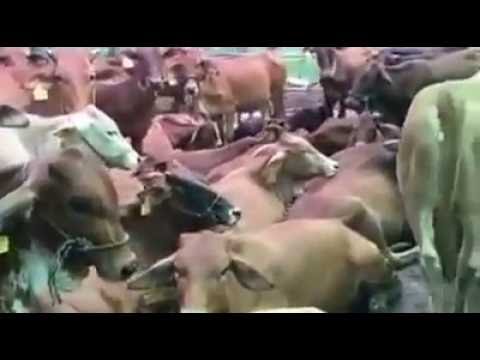TRẠI BÒ UY TÍN TẠI BA TRI