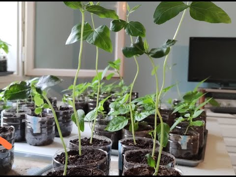 Rasad boranije - kako ga dobiti