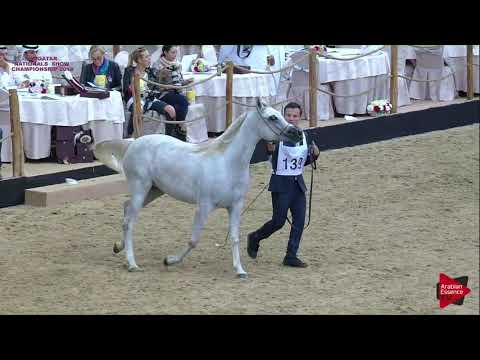 N 139 GHARAFA AL SHAQAB   21st Qatar National 2018   Fillies 2 years old Class 4A