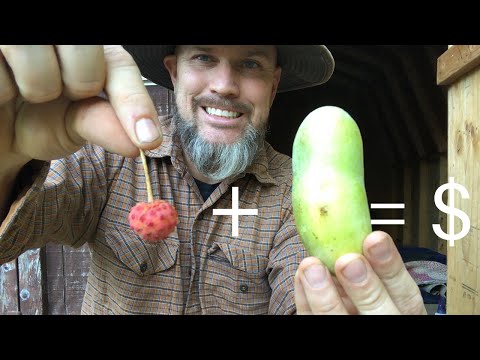 How I make EXTRA MONEY Foraging Wild and Weird Fruits!