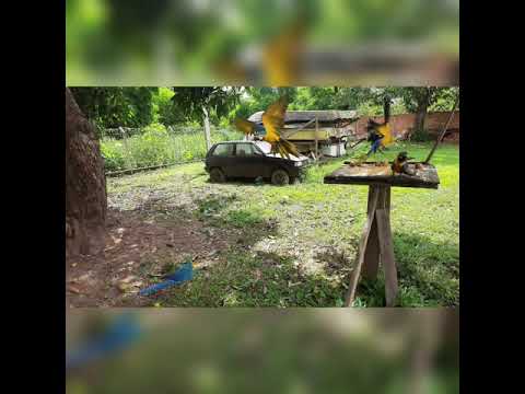 SECRETARIA MUNICIPAL DO MEIO AMBIENTE E DESENVOLVIMENTO URBANO E RURAL RESGATA ARARA CANINDÉ