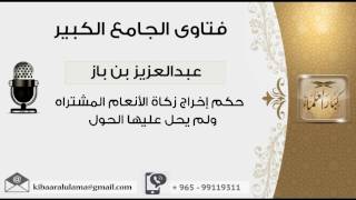 صورة حكم إخراج زكاة الأنعام المشتراه ولم يحل عليها الحول - بن باز - مشروع كبار العلماء