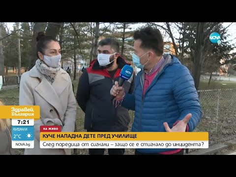 Бездомни кучета тормозят жителите на столичен квартал - Здравей, България (05.03.2021)