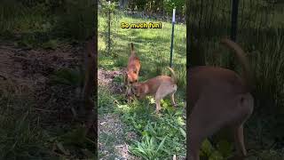 Video preview image #1 Mutt Puppy For Sale in Rustburg, VA, USA