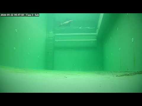 Live Webcam at the Seal Centre live cam