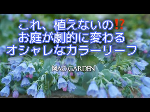 ブラックバード トウダイグサ、ユーフォルビア ブラックバード 'ノットハウリー'