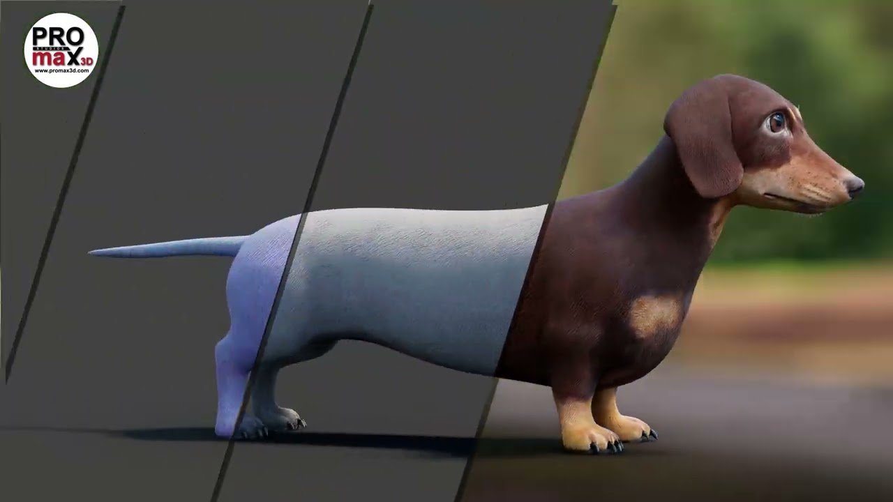 Dachshund Dog 3D Model