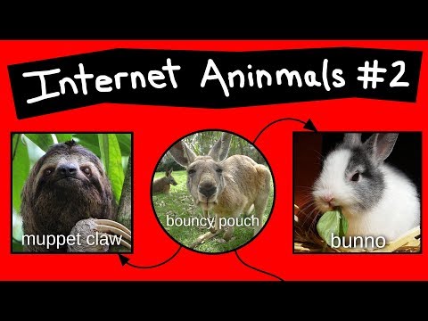 Internet Aninmal Names - Part 2
