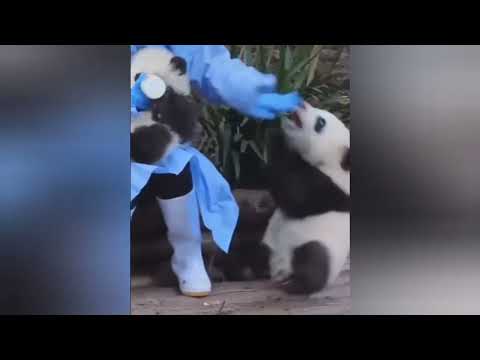 AWW SO CUTE!!! BABY PANDAS Playing With Zookeeper | Funny Baby Pandas