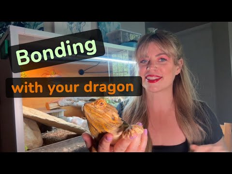How to bond with your bearded dragon 