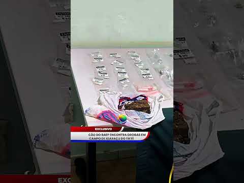 CÃO DO BAEP ENCONTRA DROGAS EM CAMPO DE IGARAÇU DO TIETÊ