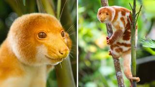 Spotted Cuscus 🌿 The CUTEST Tree Creature!