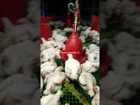 Day 26 || cage farm || poultry farming 🔥🔥🔥#poultry #broiler