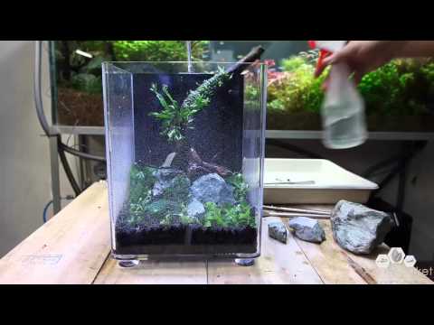 Nano Aquarium Dymax IQ5 Planted - Aquascape Setup