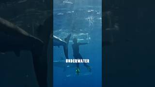Download lagu Great White Shark Attacks Diver Trapped in Cage #sharks #wildanimal #shortsfeed #thrill mp3 Download lagu Great White Shark Attacks Diver Trapped in Cage #sharks #wildanimal #shortsfeed #thrill mp3