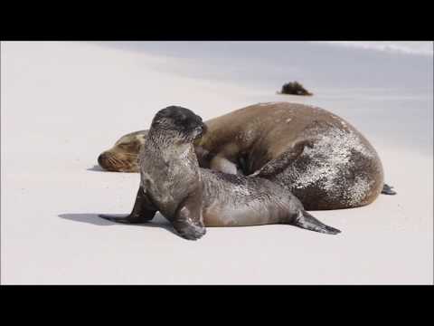 backpacking south america - Bazil Argetina Chile Bolivia Peru Ecuador