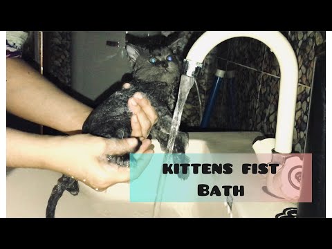KITTENS FIRST BATH 🛁 🫧