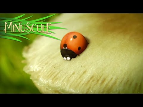Minuscule – la bonne graine/The Right Seed (Season 1)