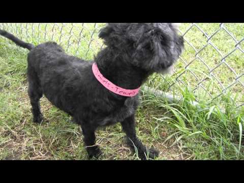 Jewels, an adopted Poodle in Houston, TX_image-1