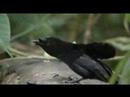 The Coolest Bird In The Planet (Roumen) - Známka: 1, váha: velká